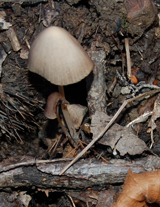 piccolo fungo da determinare2